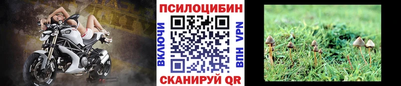 Псилоцибиновые грибы Psilocybine cubensis  магазин    Красный Холм 